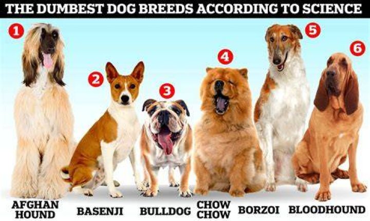 Which dog is most beautiful eyes?