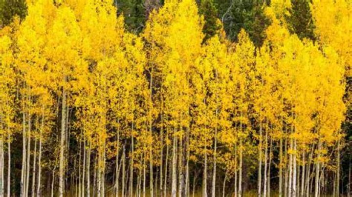 Who is Aspen Vaughn? Aspens Restaurant and Lounge owner Jackson Mahomes