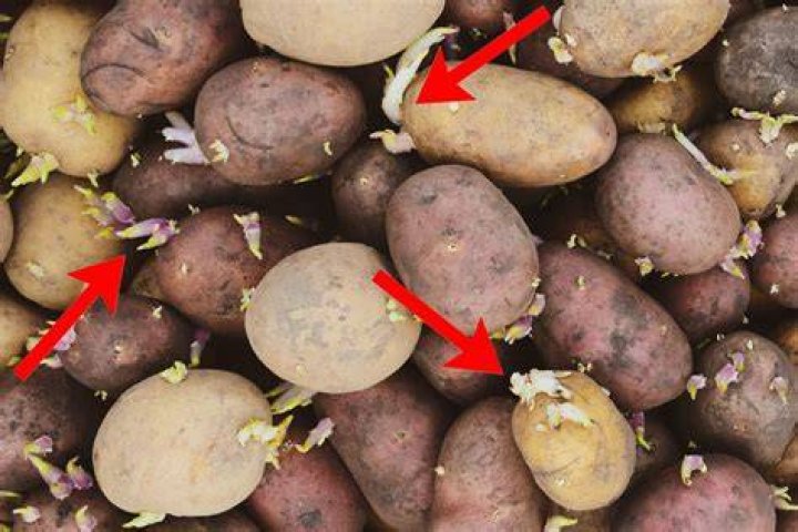 Why are potatoes bad for dogs?