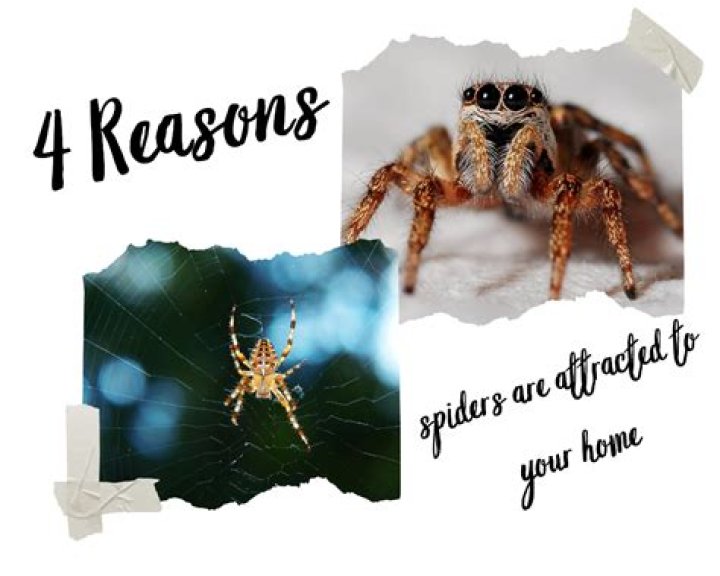 Why Are Spiders Attracted to Me Spiritually? Sacred Joanne