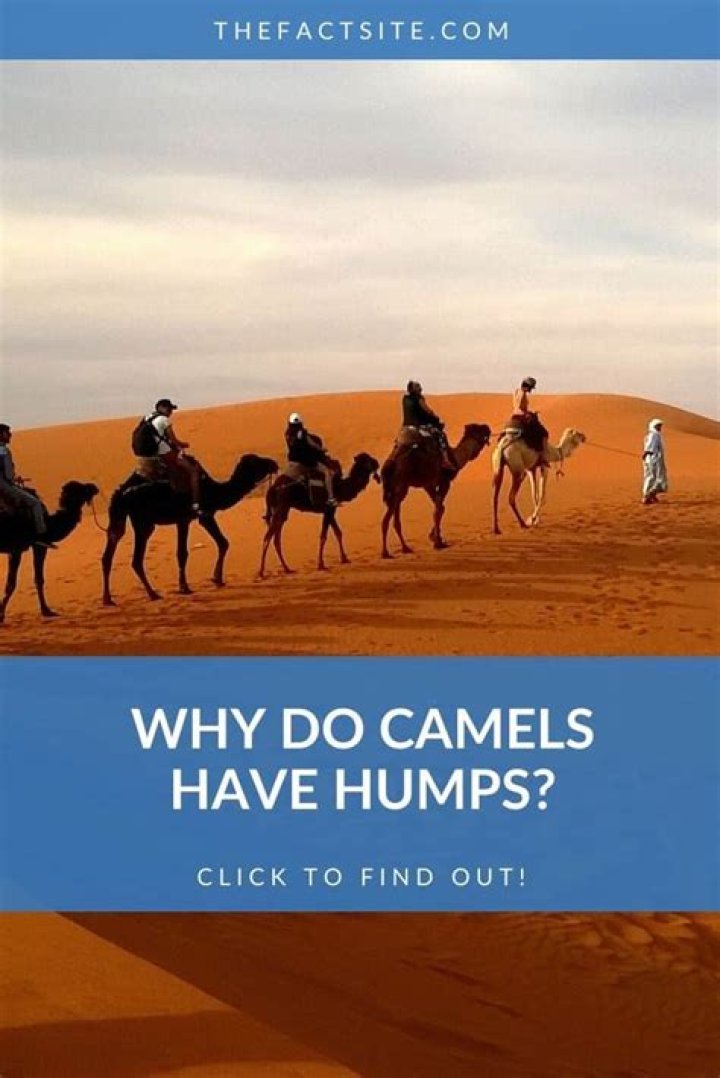 Why Do Camels Have Humps? AZ Animals