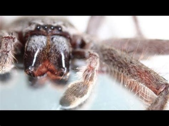 Why do spiders curl up when dying?