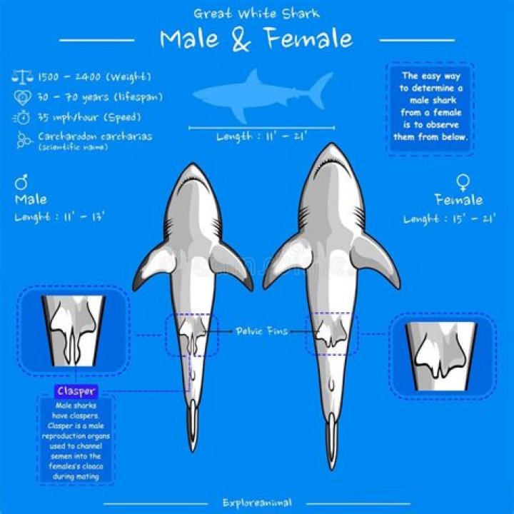 Why female great white sharks avoid males for months on end Channel 4