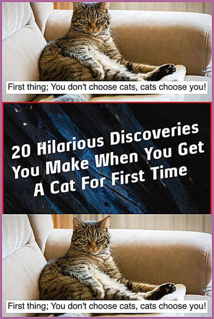 Witty Insights And Hilarious Discoveries