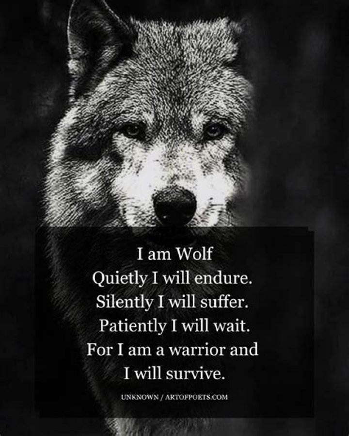 Wolf Quotes, Me Quotes, Motivational Quotes, Inspirational Quotes