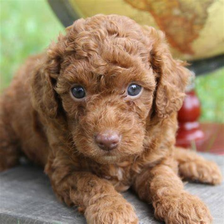 Wonderful PoodleToy Puppy adoption, Puppies, Lancaster puppies